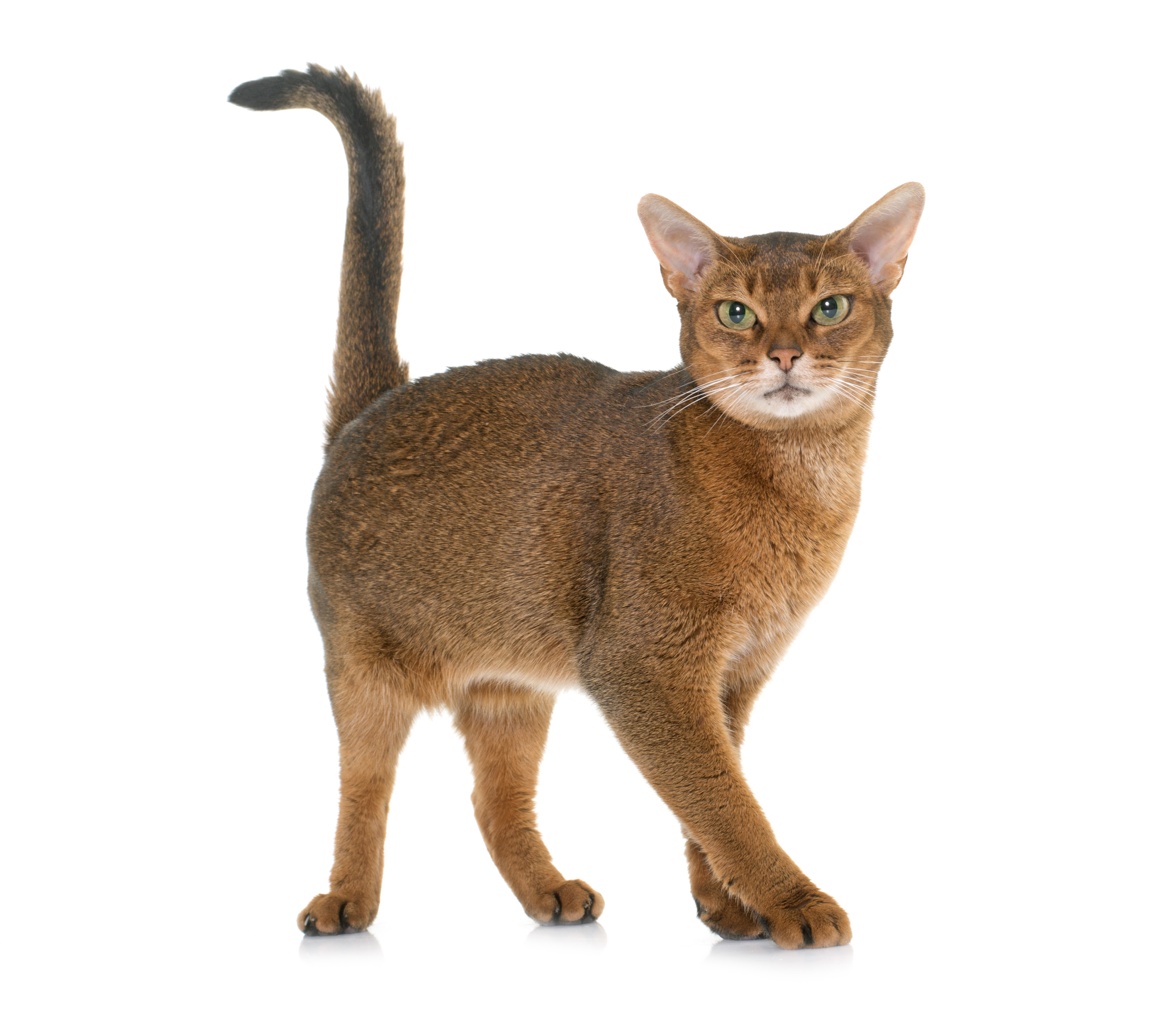 Abyssinian kittens for gumtree retailer